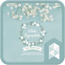 gypsophila 1.0
