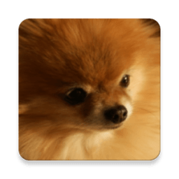 Dog Breed Game أيقونة
