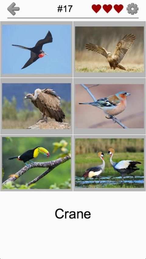 Birds World - Feathered Quiz screenshot 4