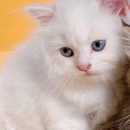 Persian Cat Puzzle आइकन