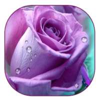 пурпурной розы живые обои on 9Apps
