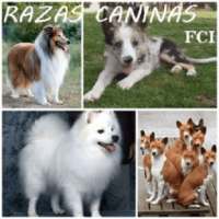 PERROS-RAZA free on 9Apps