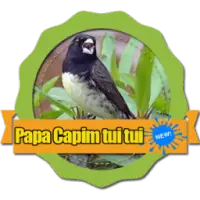 Canto Papa Capim Tui Tui Puro