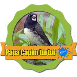 papa capim tuitui 1.0