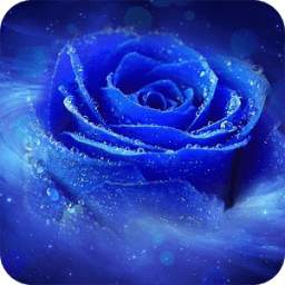 Blue Rose Wallpaper