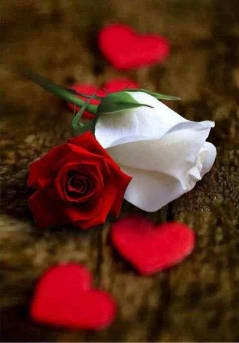 Flowers Gifs And Roses Live Wallpapers स्क्रीनशॉट 13