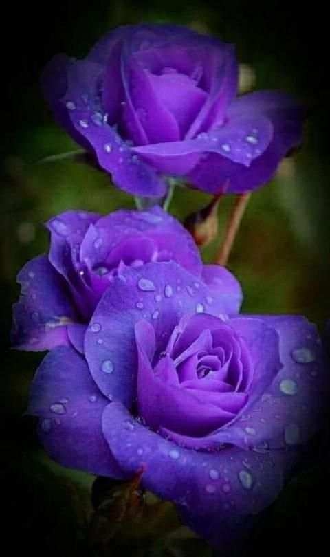 Flowers Gifs And Roses Live Wallpapers स्क्रीनशॉट 5