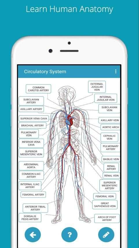Learn Human Anatomy (Human Body) screenshot 9