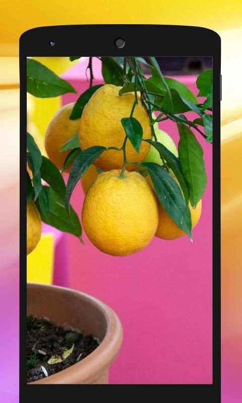 Картинки: Обои на телефон screenshot 2