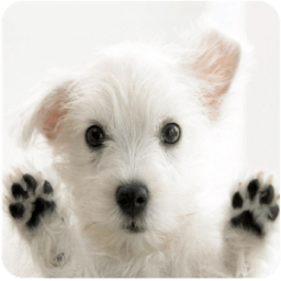 कुत्ता Licks स्क्रीन LWP आइकन