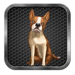 My Talking Dog 2.0