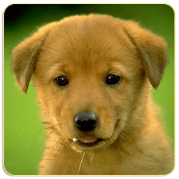 ikon Dogs Memory Game Free