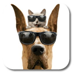 Cool Dog Live Wallpaper आइकन