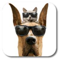 Cool Dog Live Wallpaper on 9Apps