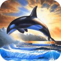 Dolphin live wallpaper