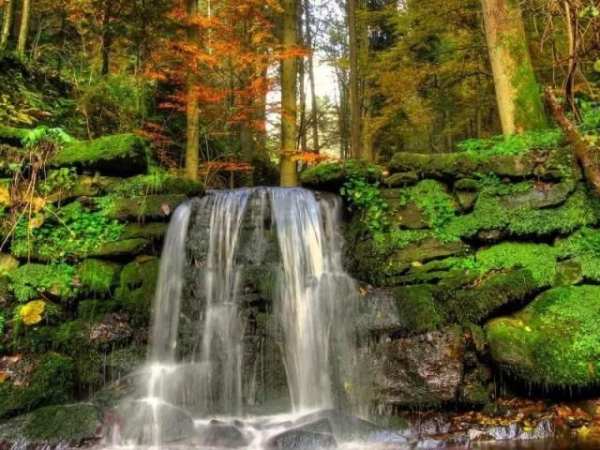Jungle HD Wallpaper स्क्रीनशॉट 5