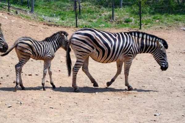 Wild Animal Photo Backgrounds screenshot 3