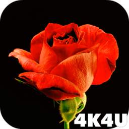 Red Rose 4K Video Wallpaper