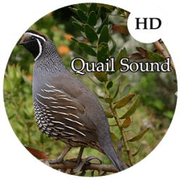 ikon Quail Sounds