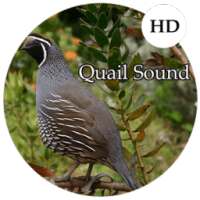 Quail Sounds