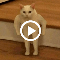 ikon Kit Kot : Funny Cat Videos