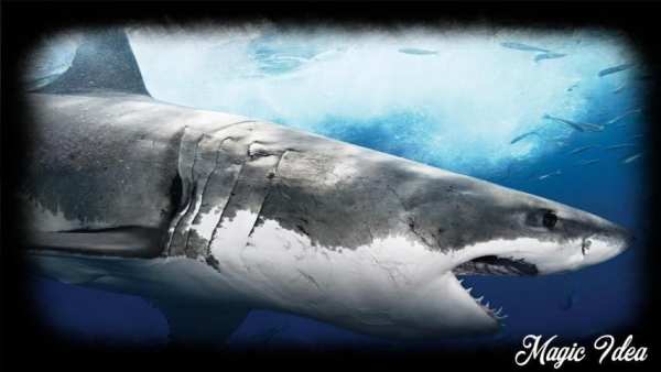 Megalodon Wallpaper screenshot 3