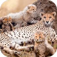 ikon Wild Attack Cheetah Simulator