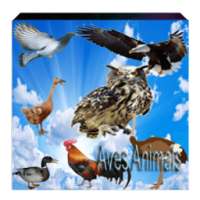 Any Aves Animals