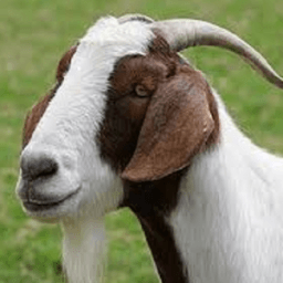 Animal Sounds For Kids أيقونة