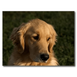 Golden Retriever Dog Wallpaper иконка