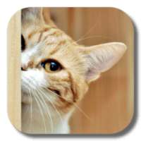 Kitty Cat Live Wallpaper on 9Apps