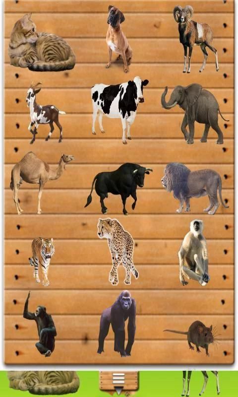 Keeping wild animals as pets essay. Инфопласт Pets animals. Pets animals разница. Wild animals Chart Print. Wild animals Worksheets for Kids matching.