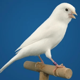 Canário Belga Campainha आइकन