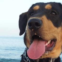 Silbato para perro 1.0