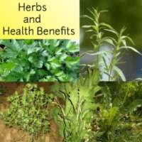 Herbs and Health Benefits on 9Apps