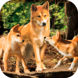 Dingo Dog Survival Simulator иконка