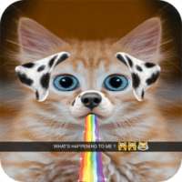 Camera Snappy Cats on 9Apps