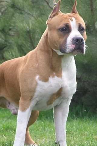Pitbull Wallpapers स्क्रीनशॉट 3