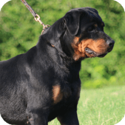 ikon Rottweiler Dog Wallpaper