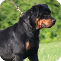 Rottweiler Dog Wallpaper