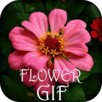 Flower GIF Collection on 9Apps