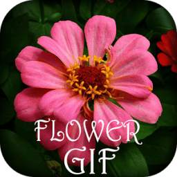 Flower GIF 3.0