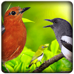 Suara Burung Betina icon