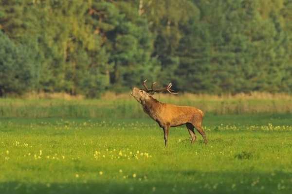 Wild Animal Photo Backgrounds screenshot 4