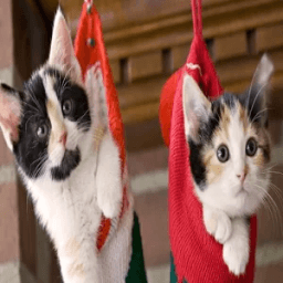 Christmas Cats wallpaper आइकन