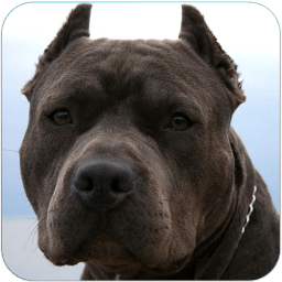 Blue Nose Pitbull dog Live Wallpaper icon