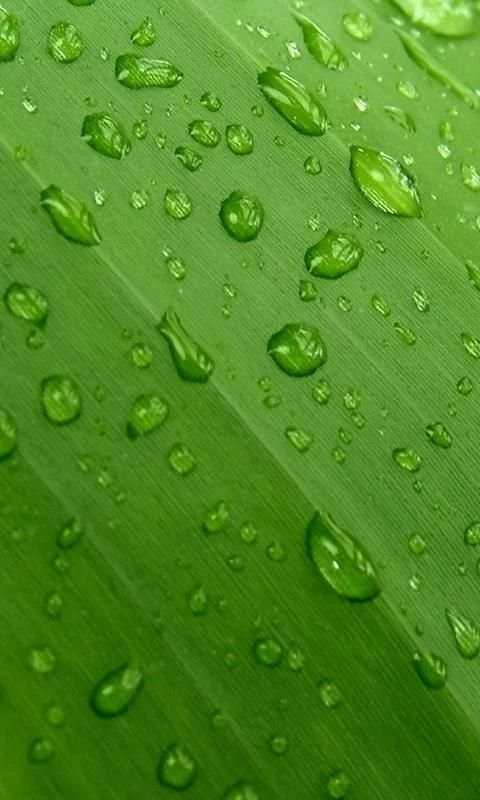 Green Nature wallpaper 2 تصوير الشاشة