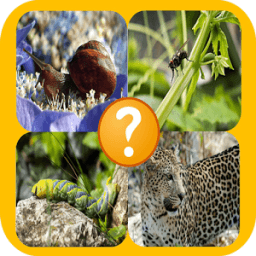 ¿Qué animal es? आइकन