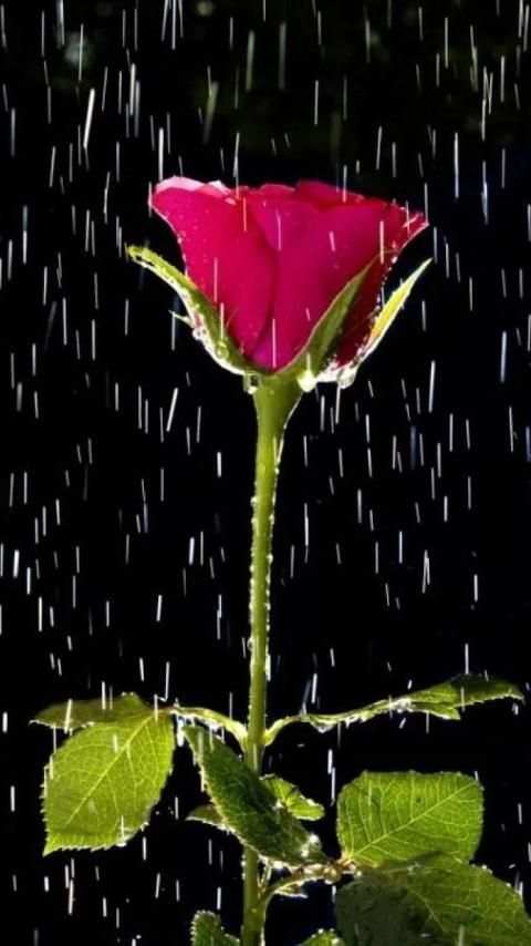 Red Rose Live Wallpaper screenshot 1