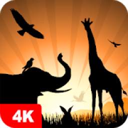 Animal Wallpapers & Backgroungs